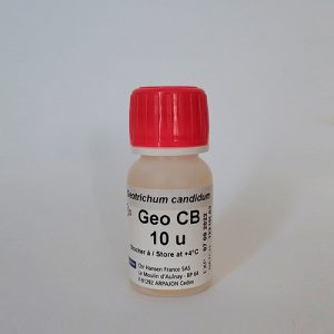 Geotrichum Candidum